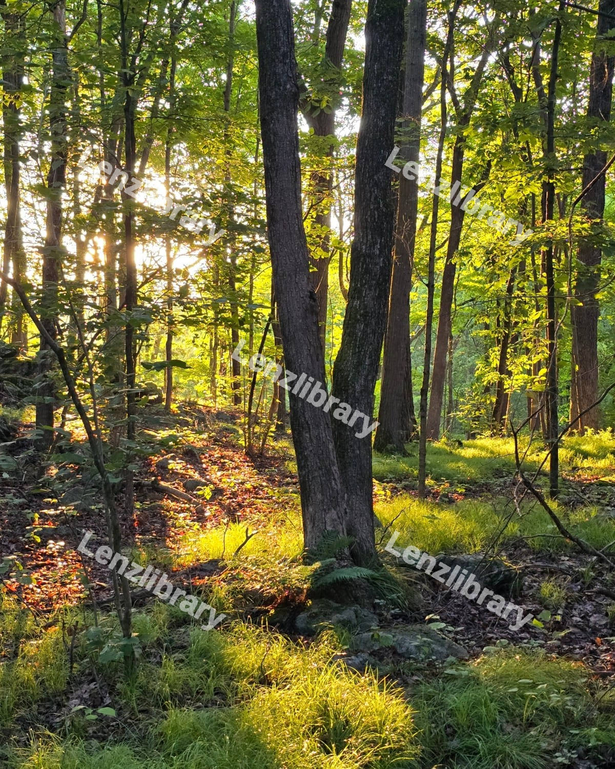 Beautiful autumn forest scenery